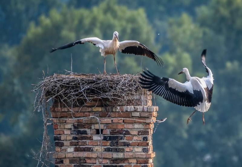 Professional Chimney Animal Removal Services in Oak Park, Illinois