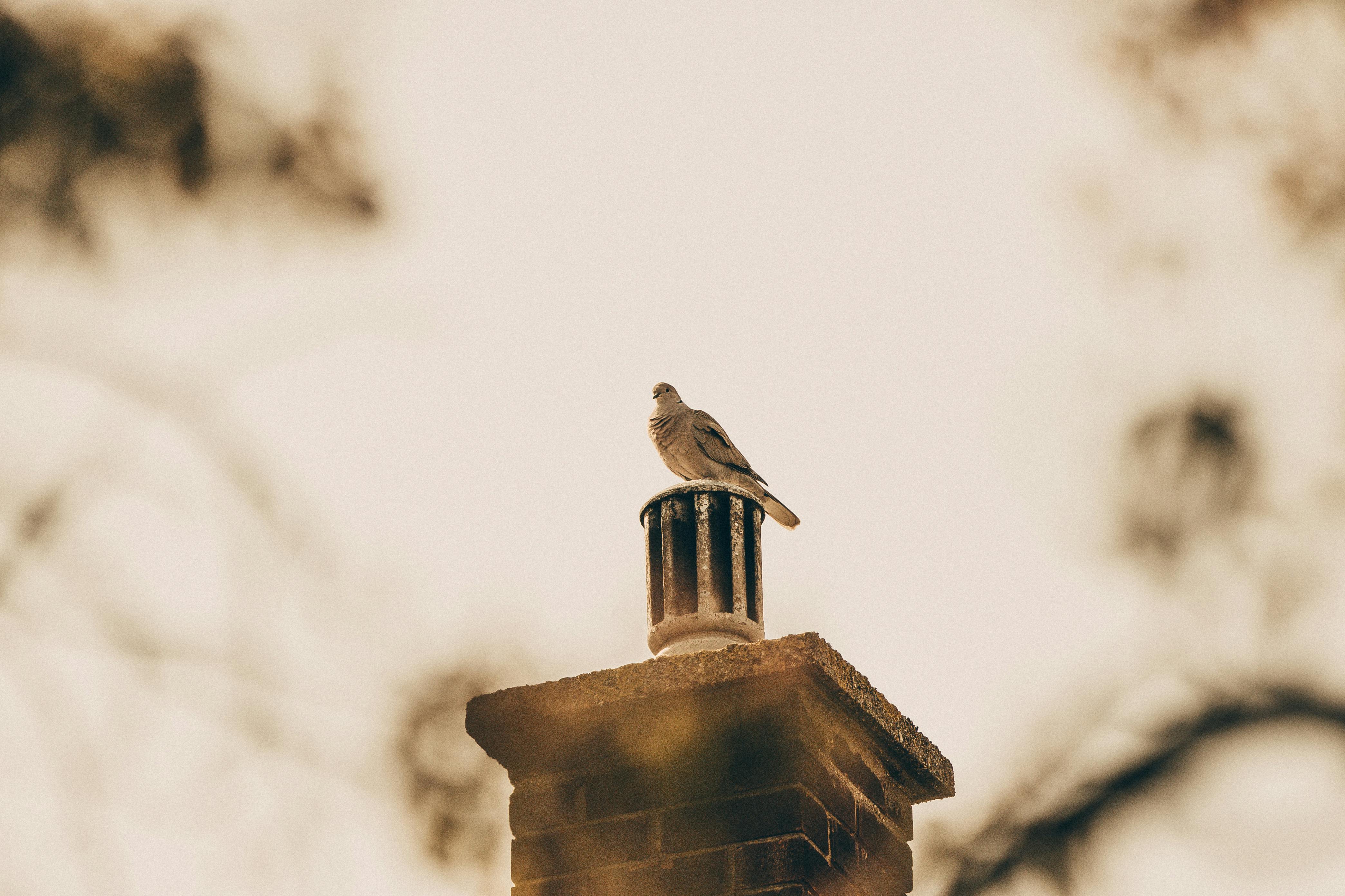 Professional Chimney Cap and Damper In Oak Park Illinois